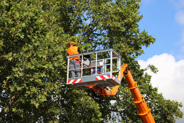 Best Storm Damage Tree Cleanup  in Tehaleh, WA